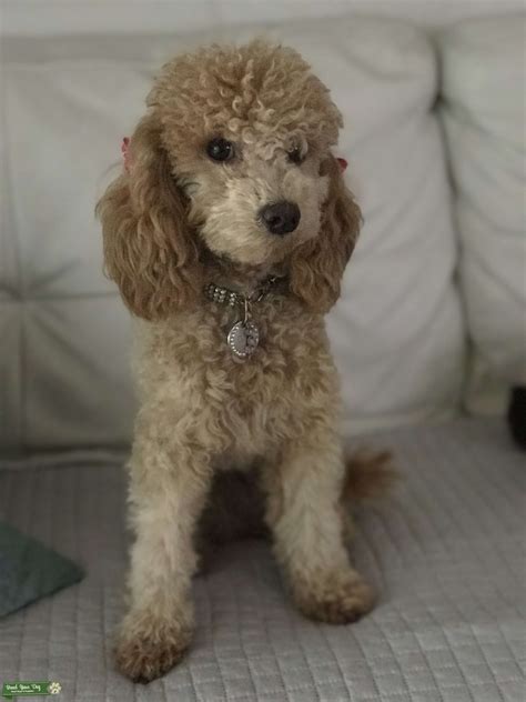 Apricot Miniature Poodle Stud Dog In Broward County The United