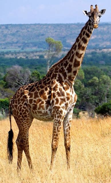 Better Ideas Giraffe Standing Tall Above The Rest