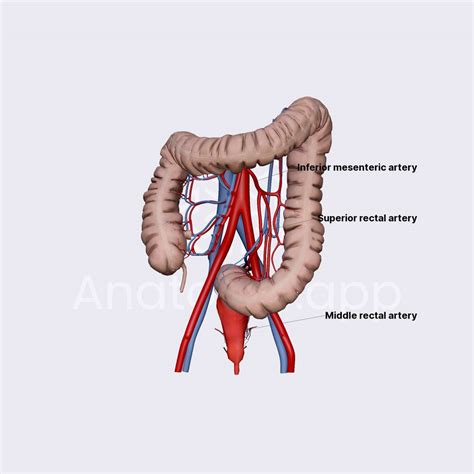 Arterial Blood Supply Of Rectum And Anal Canal Intestines Abdomen Anatomy App Learn