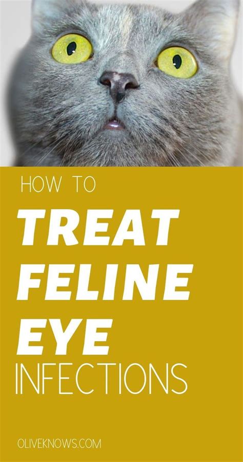 How To Treat Feline Eye Infections Oliveknows In 2021 Cat Eye