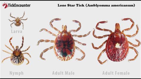 Lone Star Tick Spreading In Ri Bite Could Cause Food Allergy Abc6