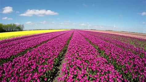 Aerial Of Beautiful Colorful Tulip Field Drone Moving Down Over Pink