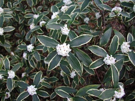 They are even rabbit resistant and drought tolerant. Daphne Odora small shrub, zone 7-9, pink or white blooms ...