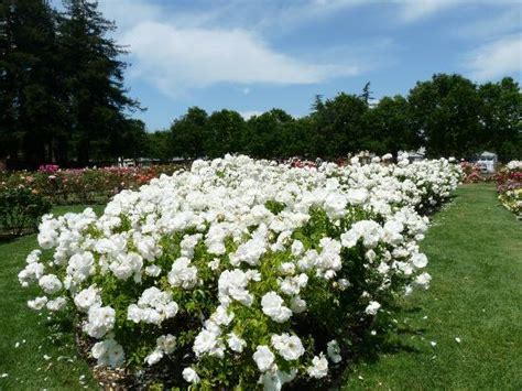 Beautiful White Roses Picture Of Municipal Rose Garden San Jose