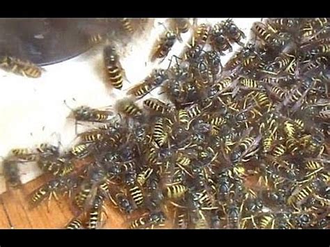 Killing with soap and hose end sprayer. Homeowner Builds Wasp-Sucking Death Machine Video