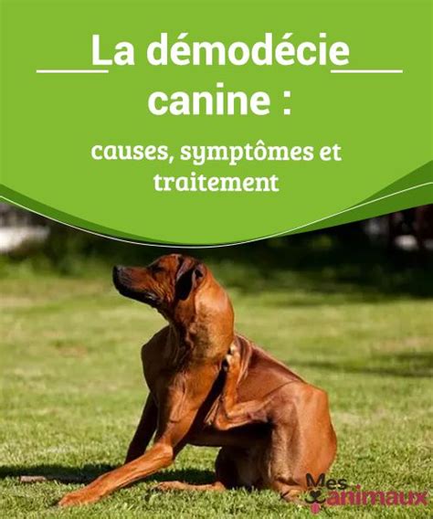 La Démodécie Canine Causes Symptômes Et Traitement My Animals