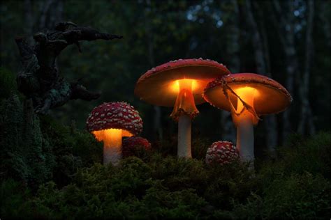Voiceofnature Stuffed Mushrooms Magical Mushrooms Magical Garden