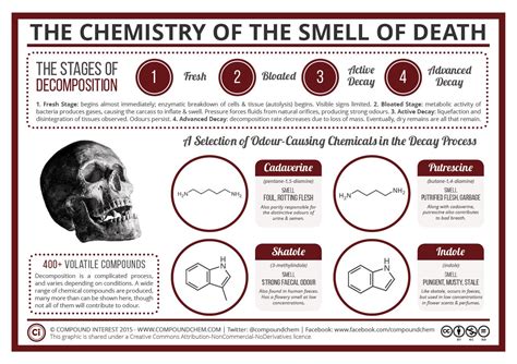 Stages Of Decomposition Rchemistry