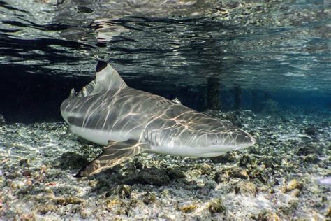 A Large Gray Shark Swimming In The Ocean