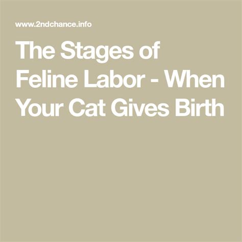 The Stages Of Feline Labor When Your Cat Gives Birth Pregnant Cat