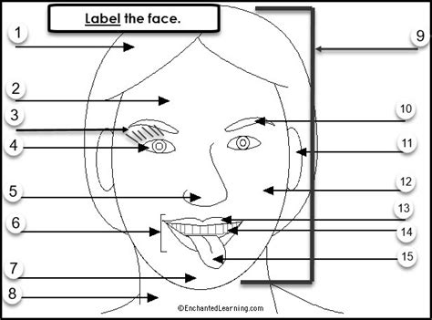 Parts Of The Face Diagram Quizlet