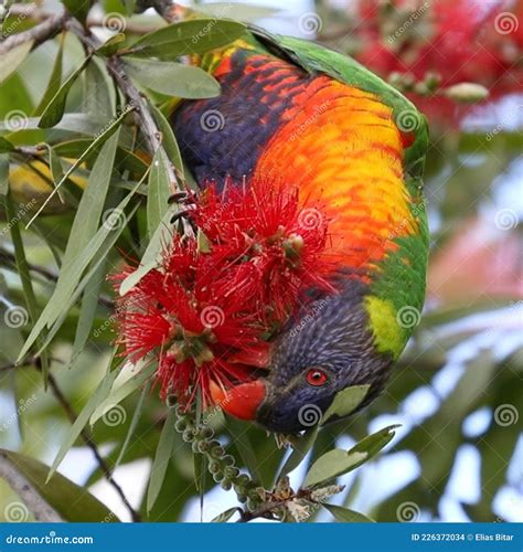 Rainbow Lorikeet Feeding In A Native Australian Bottle Brush Tree In A
