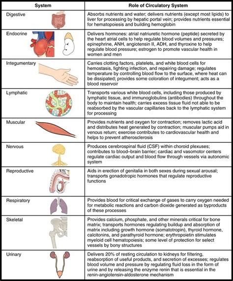Body Systems And Their Organs And Functions Anatomy Body System