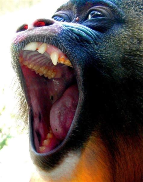 Animals With The Mouth Wide Open 39 Pics
