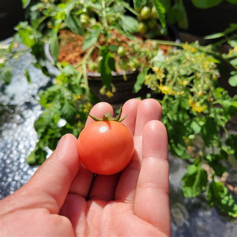 First Tomato Harvest Rvegetablegardening