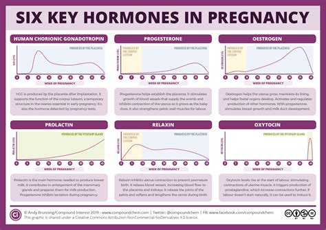 Compound Interest Six Key Pregnancy Hormones And Their Roles