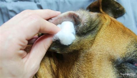 Dog Ear Mites The O Guide
