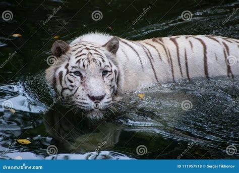 White Bengal Tiger Is Hunting Outdoors Stock Photo Image Of Nature