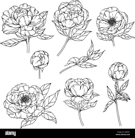 Peony Flower Drawing Illustration Black And White With Line Art Stock