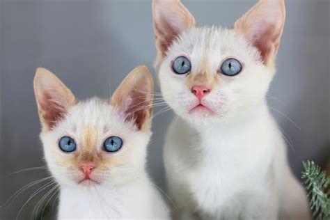 Flame Point Siamese Cat Info Facts Traits Pictures And Faqs