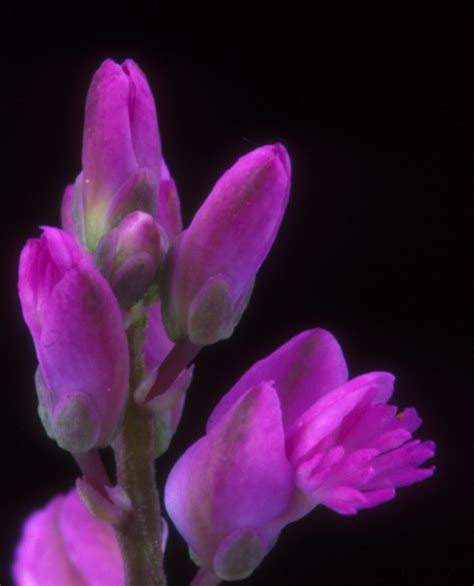 Lewtons Polygala Polygala Lewtonii