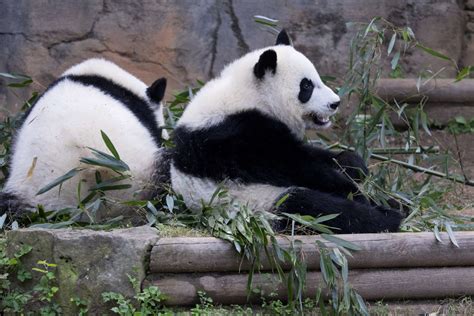 Panda Updates Monday June 25 Zoo Atlanta