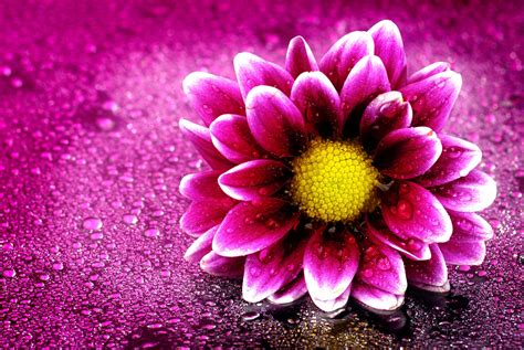 D Ultra Hd Flower Wallpapers M I C P Nh T