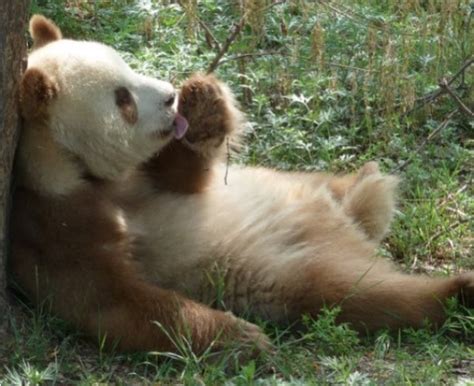 Qizai The Only Brown Panda In The World