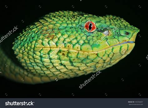 Red Eye Viper Clipart 20 Free Cliparts Download Images On Clipground 2021