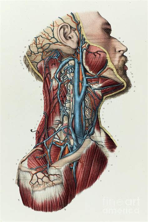 Neck Veins Anatomy