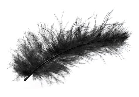Feather Png Image Purepng Free Transparent Cc0 Png