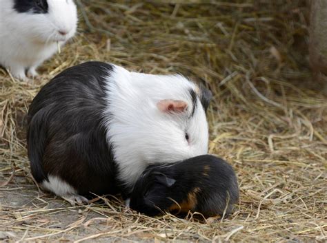 Sie will ständig in ihrer nähe sein, gekrault werden und ihre ständige aufmerksamkeit genießen. Wann sind Meerschweinchen ausgewachsen?
