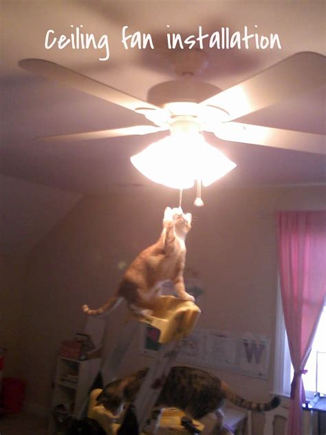 She needed to install four ceiling fans with wall plate controls. Ceilingfancats | Ceiling fan installation | Todd Conard ...