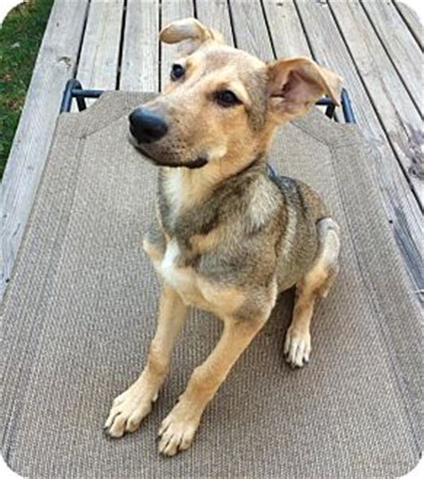 Look for the hope for paws logo to find animals rescued by our team. Seattle, WA - German Shepherd Dog Mix. Meet Miley a Puppy ...