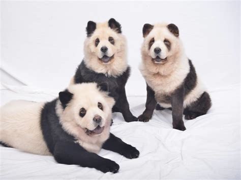 Dyeing Chow Chows To Look Like Pandas Cute Or Cruel Today