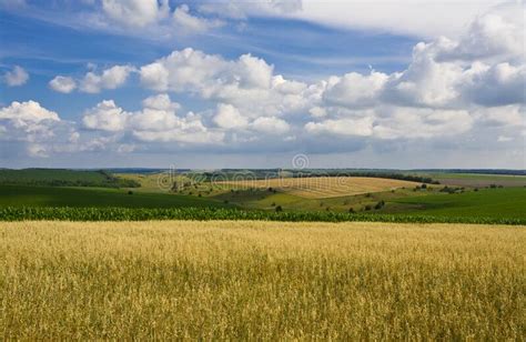 Wheat Field Landscape Against Blue Cloudy Sky Stock Photo Image Of