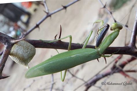 Praying Mantis Life Cycle Nature Cultural And Travel Photography Blog