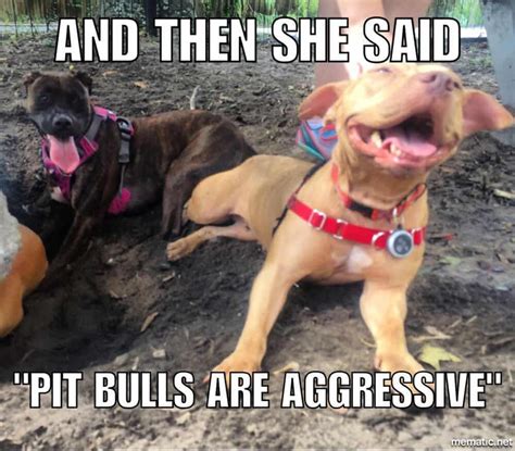 50 best pitbull memes