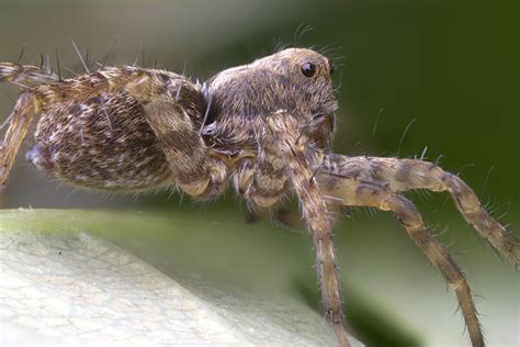 10 Scariest Spiders In The World Depth World