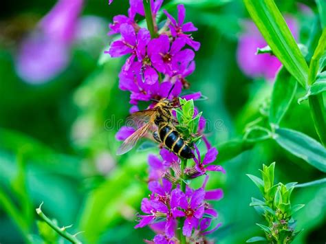 Japanese Honey Bee Visits Flowers 5 Stock Image Image Of Beekeeper