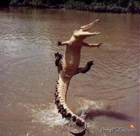 Funny Alligator Funny Memes Memes Funny