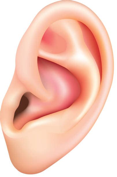 Ear Clip Art Vector Images And Illustrations Istock