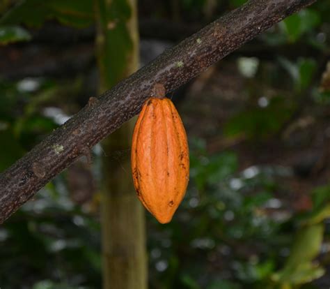 Cacao Chocolate Theobroma Cacao