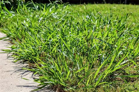 Top 3 Questions About Crabgrass In Your Lawn Greenace Lawn Care Inc