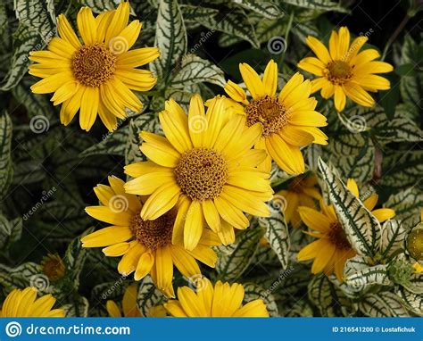 Yellow Composite Flower With Brown Centre Stock Photo Image Of