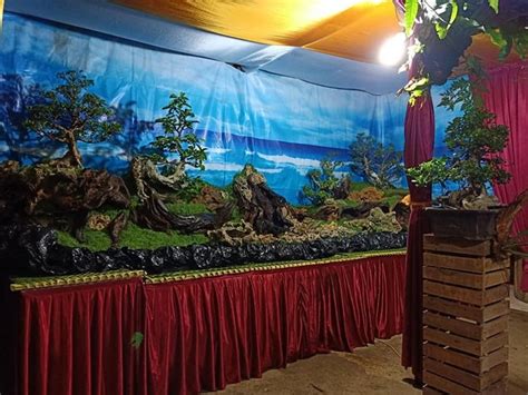 Komunitas Belajar Bonsai Indonesia Mengerdilkan Pohon Bukan Manusia Catra Komunitas Indonesia