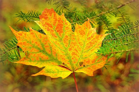 Картинки Листва клёна Осень Природа Ветки Крупным планом Времена