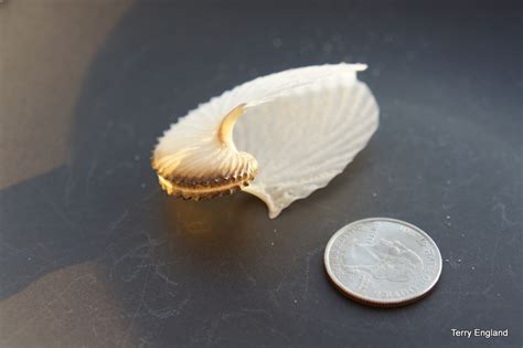 Have You Found A Paper Nautilus Blog The Beach