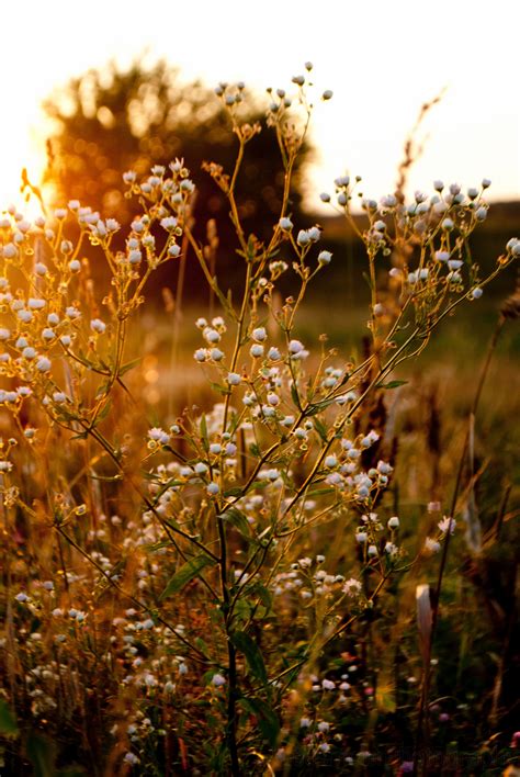 Check spelling or type a new query. Flowers in the Field | Nature photography, Nature ...