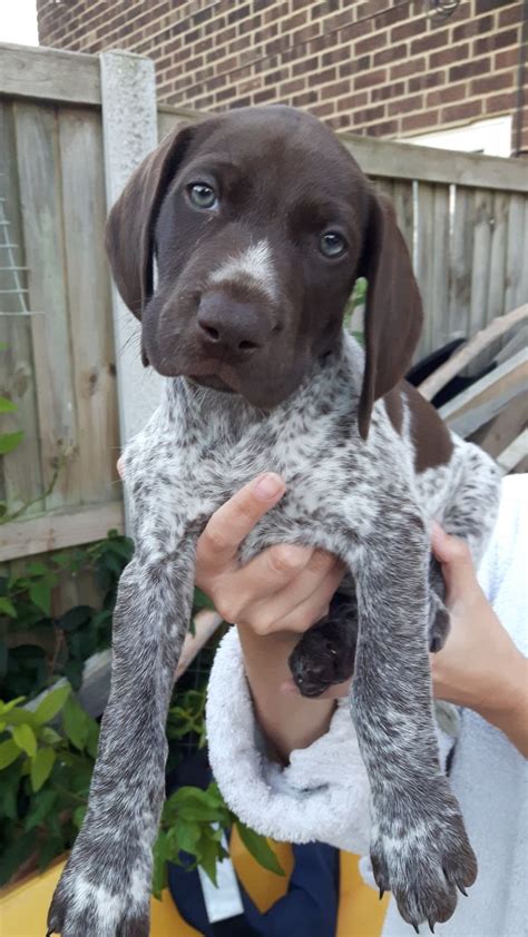Adopt german shorthaired pointer dogs in michigan. GERMAN SHORTHAIRD POINTER PUPS | Margate, Kent | Pets4Homes
